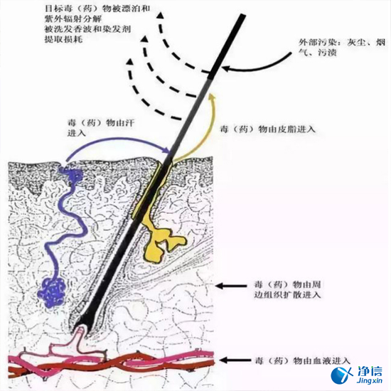  毛發(fā)毒品檢測(cè)儀檢測(cè)腿毛竟可以測(cè)出吸毒?做了全身脫毛也可以？